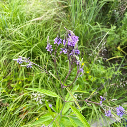 Verbena hastata 1G