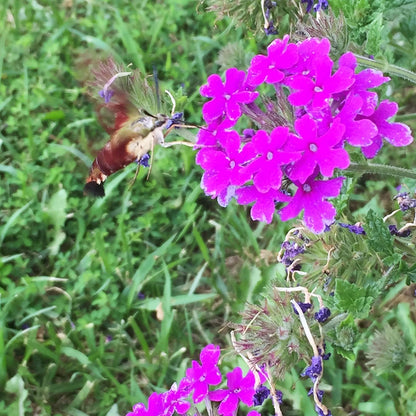 Verbena x Homestead Purple 1G