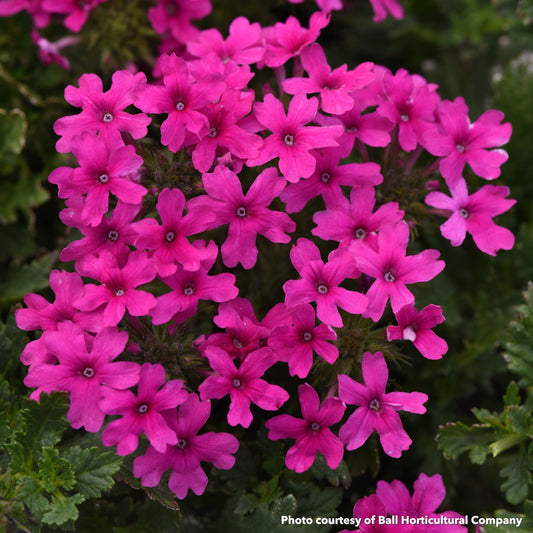 Verbena x Homestead Hot Pink 1G