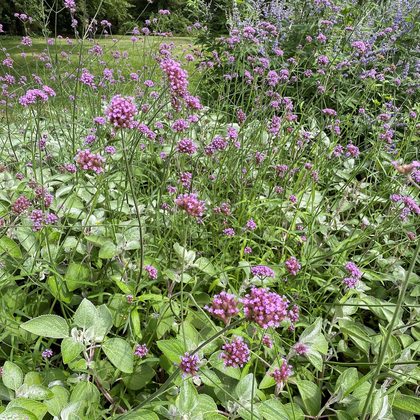 Verbena bonariensis 3.25"
