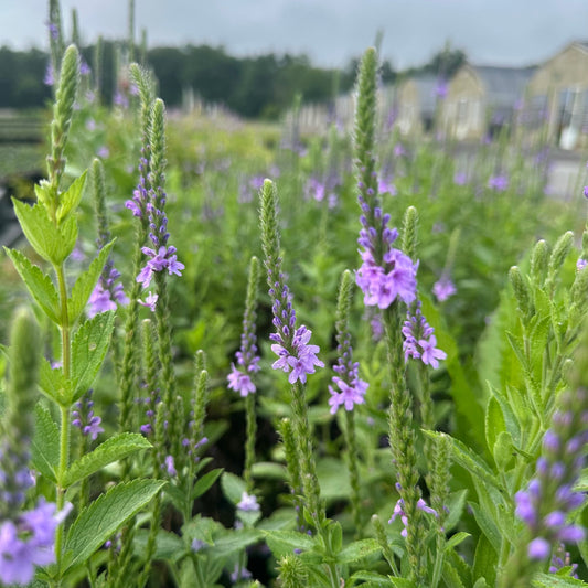 Verbena stricta 1Q