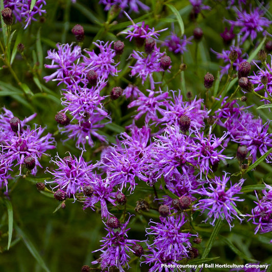 Vernonia x Southern Cross 1G
