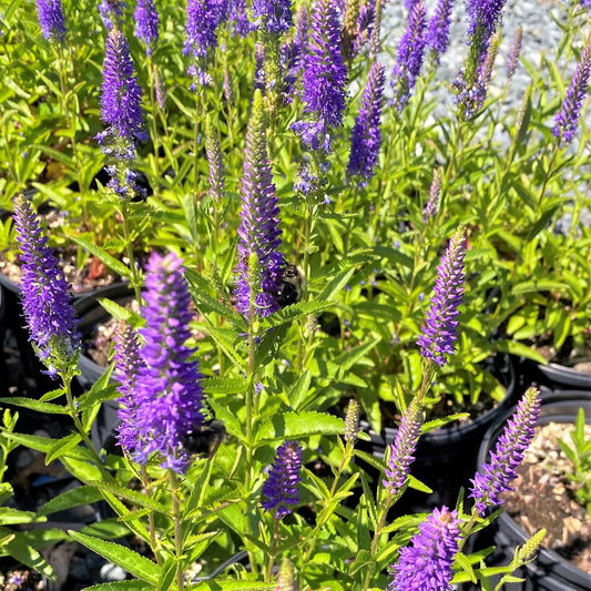 Veronica spicata Royal Rembrandt 1G