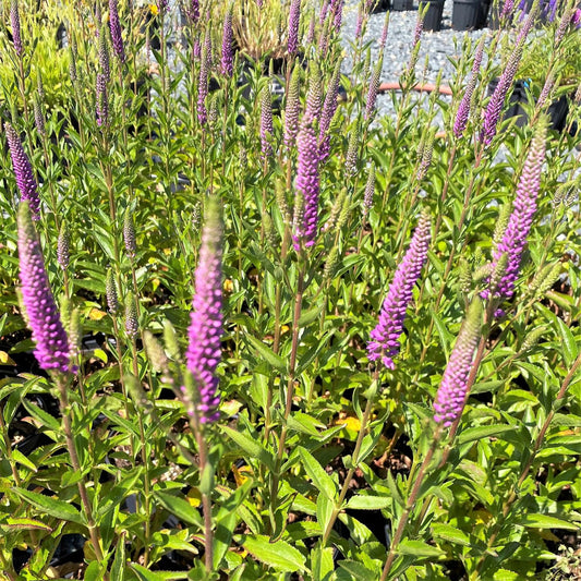 Veronica Very Van Gogh 1G