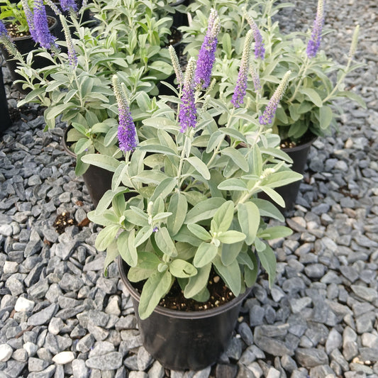 Veronica Misty Blue 1G