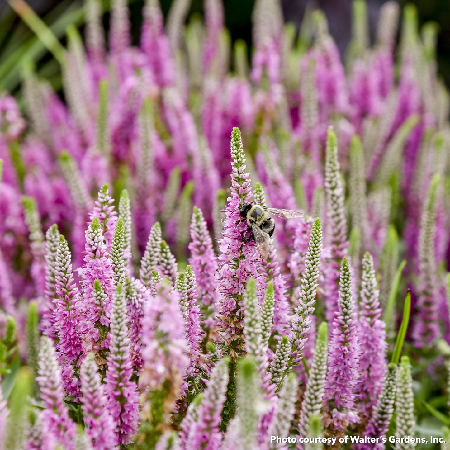 Veronica x Magic Show Pink Potion 1G