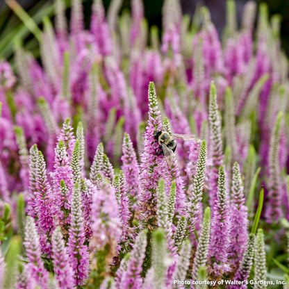 Veronica x Magic Show Pink Potion 1G