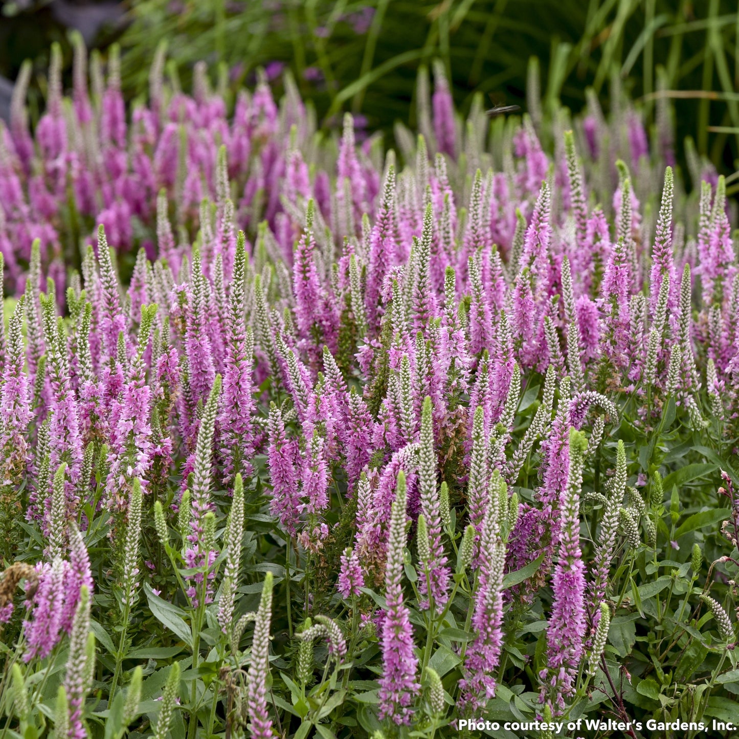 Veronica x Magic Show Pink Potion 1G