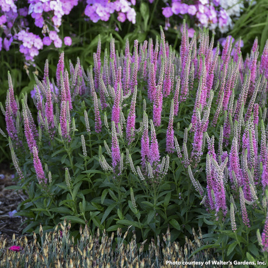 Veronica x Magic Show Pink Potion 1G