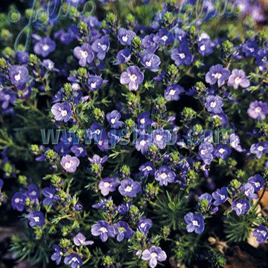 Veronica armena 1Q (Armenian Speedwell)