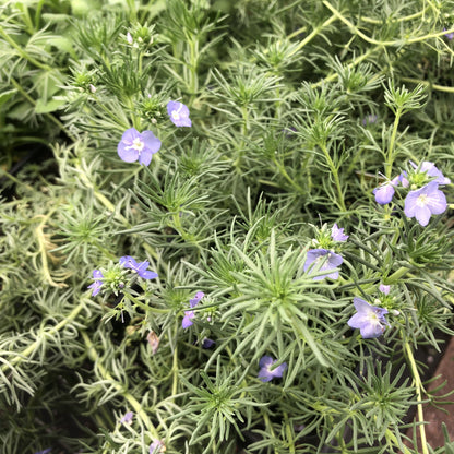 Veronica armena 1Q (Armenian Speedwell)