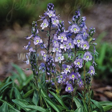 Veronica gentianoides 'Little Blues' 1Q (Gentian Speedwell)