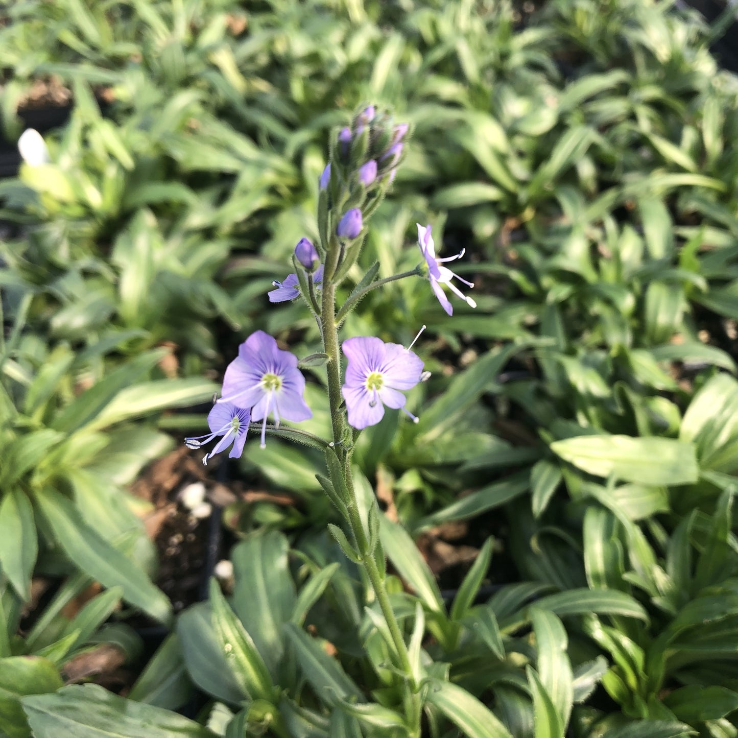 Veronica gentianoides 'Little Blues' 1Q (Gentian Speedwell)