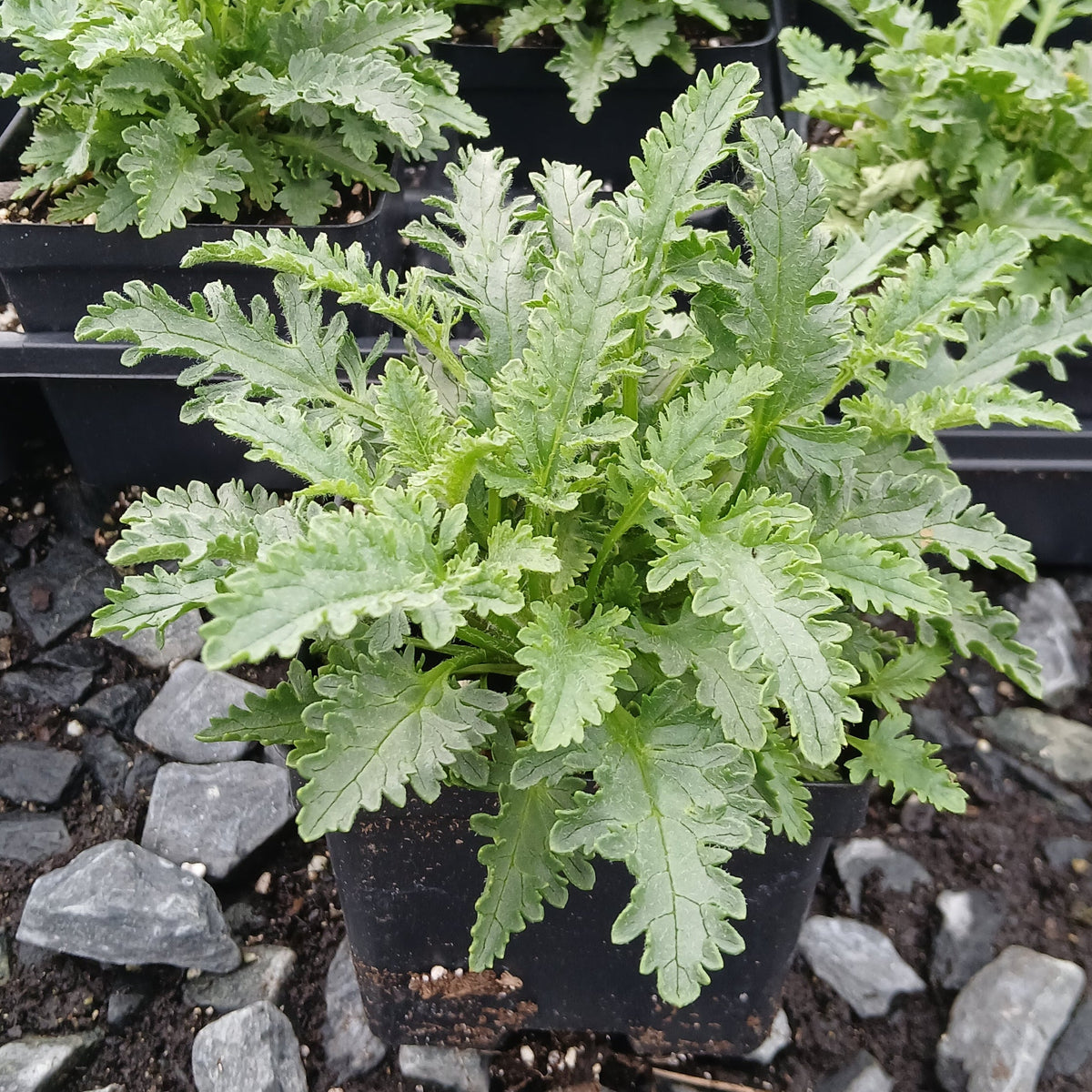 Veronica schmidtiana 1Q