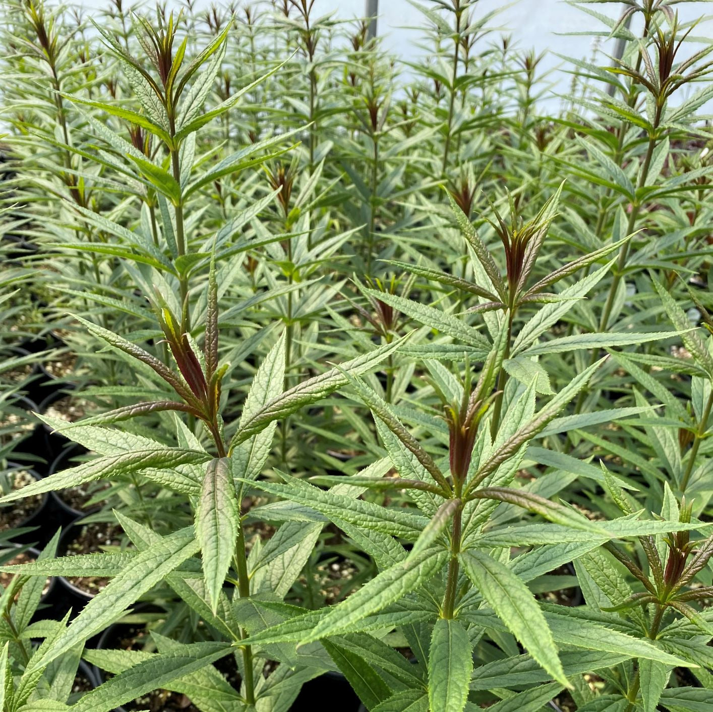 Veronicastrum virginicum 'Diana' 1G (Culver's Root)