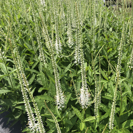 Veronicastrum virginicum 'Diana' 1G (Culver's Root)