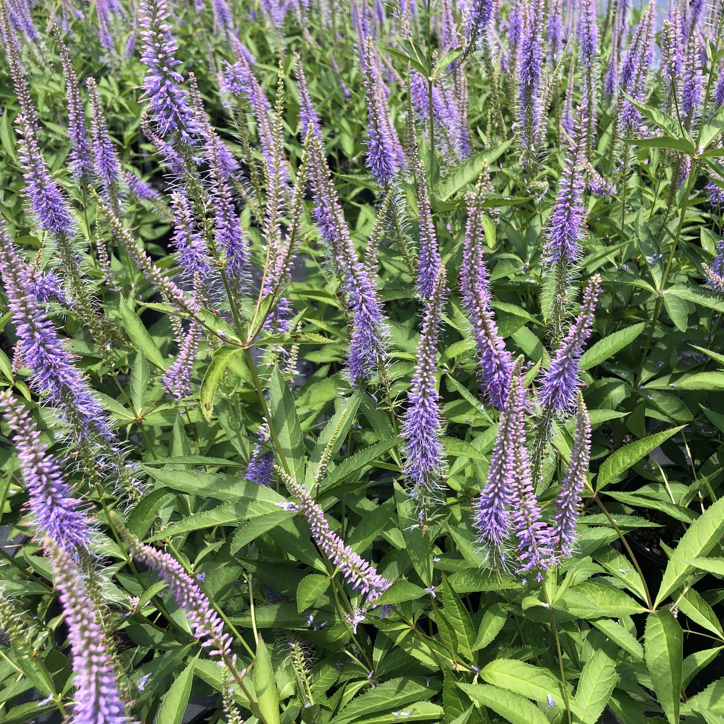 Veronicastrum virginicum 'Fascination' 1G (Culver's Root)