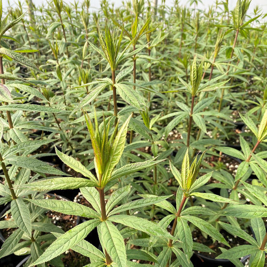 Veronicastrum virginicum 1Q