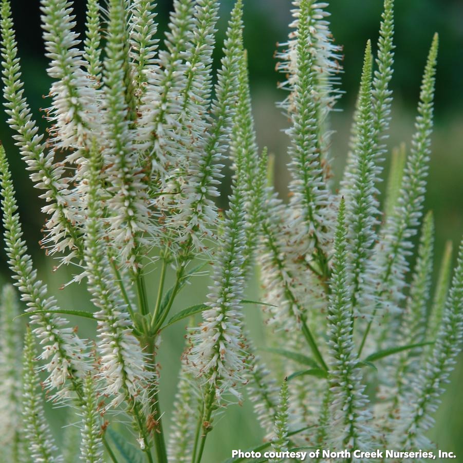 Veronicastrum virginicum 1G