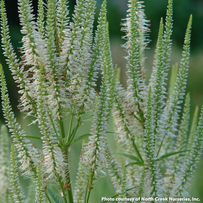 Veronicastrum virginicum 1G
