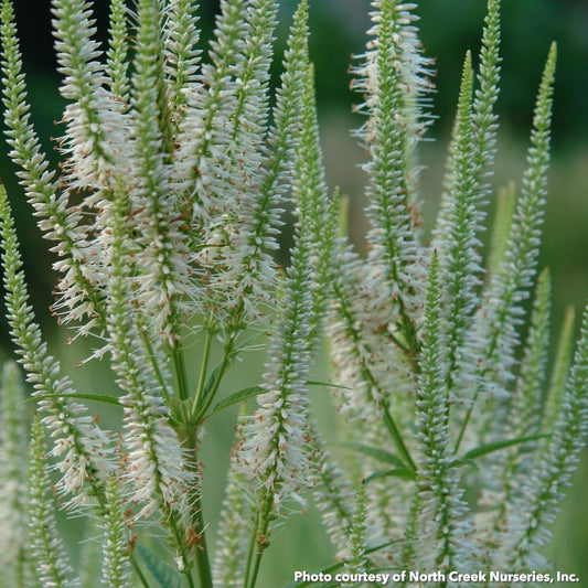Veronicastrum virginicum 1G