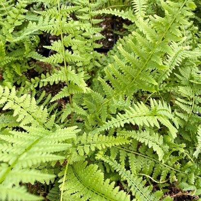 Athyrium filix-femina 'Victoriae' 1G (Victoria Lady Fern)