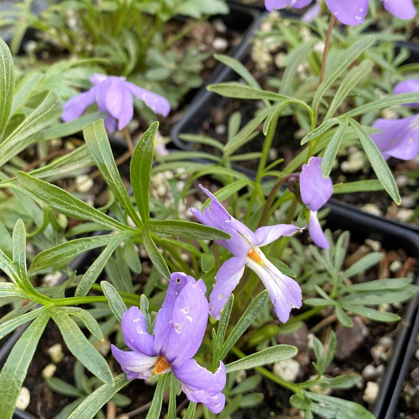 Viola pedata 3.25"