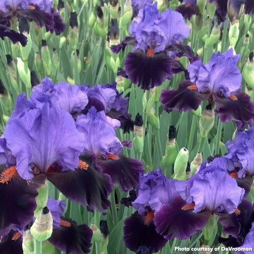 Iris germanica Violet Turner 3.25"