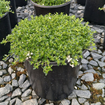 Thyme White Creeping 1G
