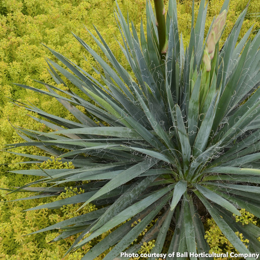 Yucca filamentosa Excalibur 1G
