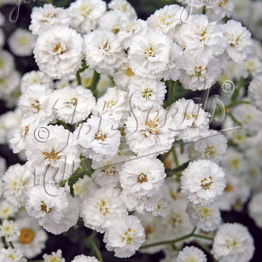 Achillea ptarmica Ballerina 1Q