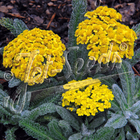 Achillea tomentosa Golden Fleece 1Q