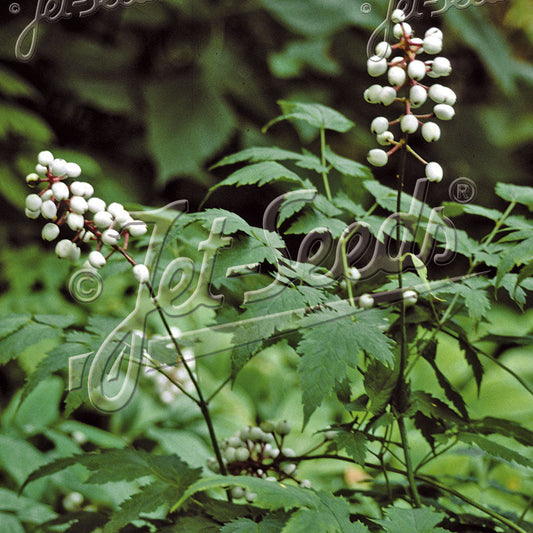 Actaea pachypoda 1Q