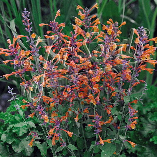 Agastache aurantiaca Tango 1Q