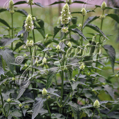 Agastache nepetoides 1G