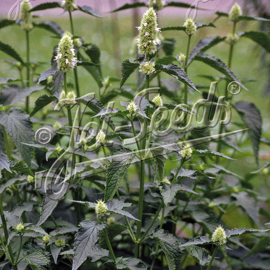 Agastache nepetoides 1G
