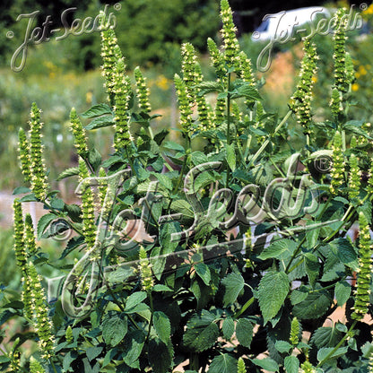 Agastache nepetoides 1G