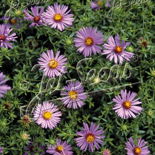 Aster oblongifolius 1Q
