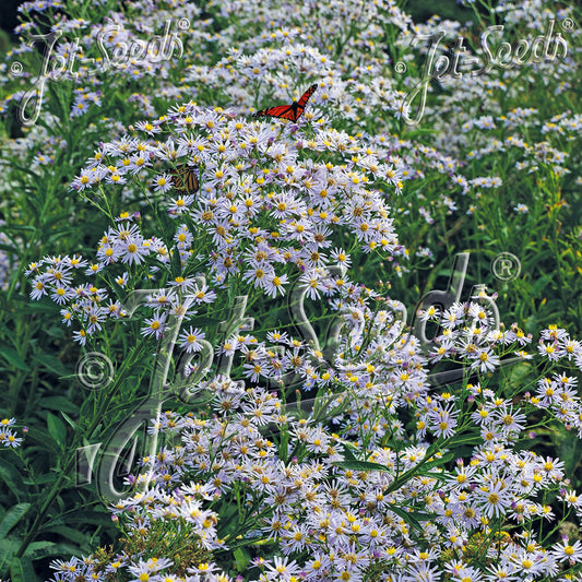 Aster tataricus 1Q