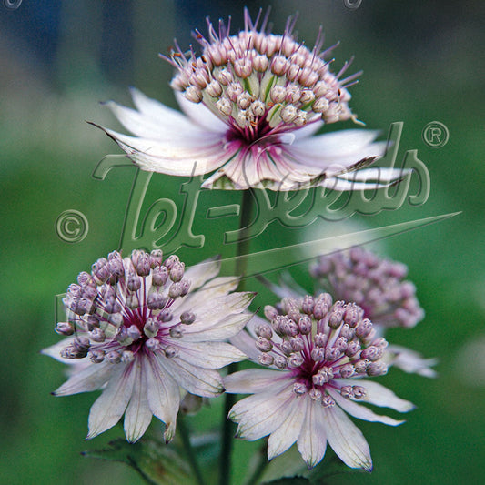 Astrantia major 1Q