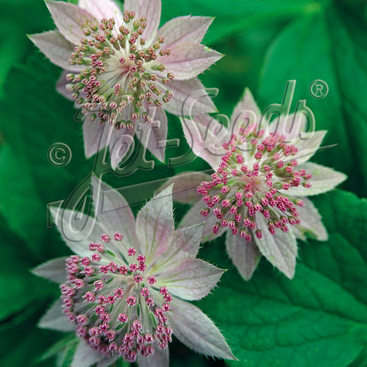 Astrantia maxima 1Q