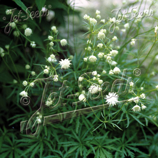Astrantia minor 1Q