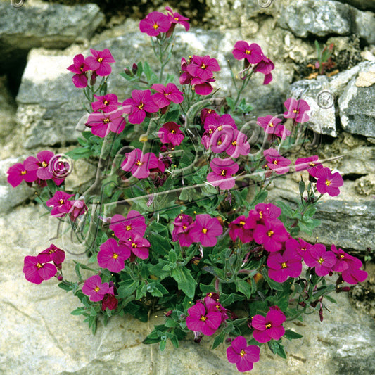 Aubrieta x Red Cascade 1Q