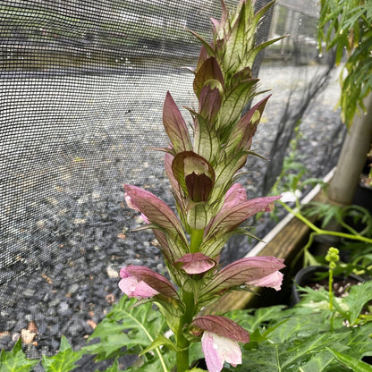 Acanthus x Morning Candle 1G