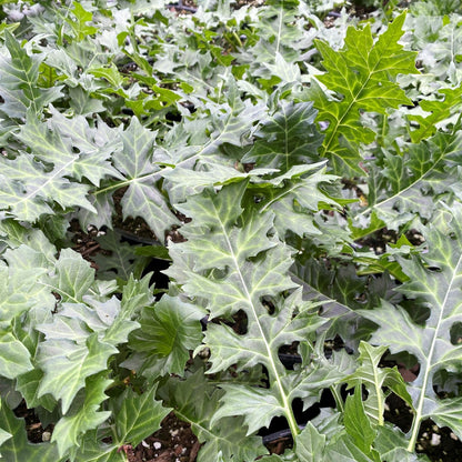 Acanthus x Morning Candle 1G