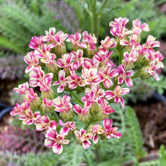 Achillea millefolium Desert Eve Deep Rose 1G