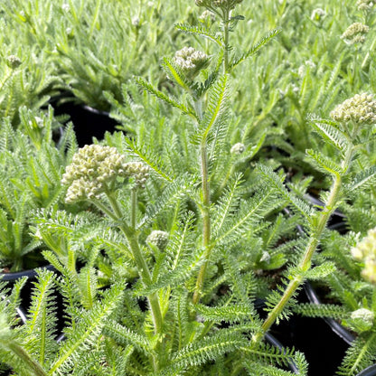 Achillea millefolium Desert Eve Terracotta 1G