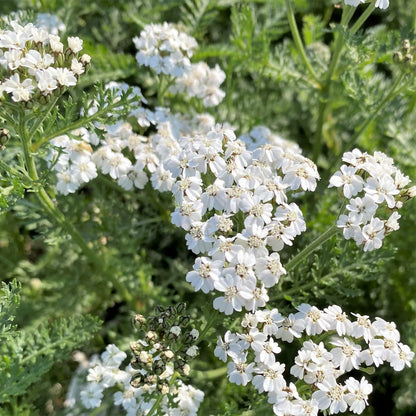 Achillea millefolium New Vintage White 1G