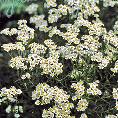 Achillea ptarmica 1Q