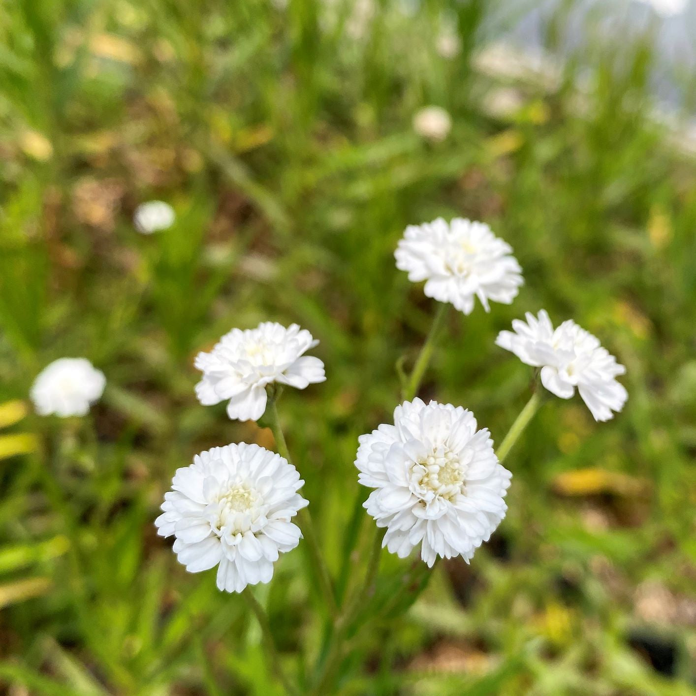 Achillea ptarmica Peter Cottontail 1Q